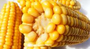 kukorica glikémiás index 55